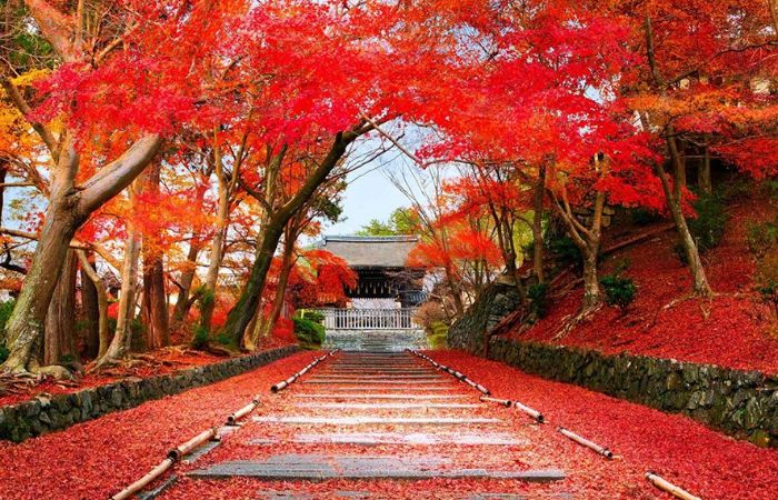 la-do-mua-thu-o-nhat